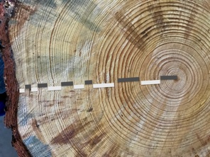 Counting Tree Rings at Inestimable Gift Cemetery