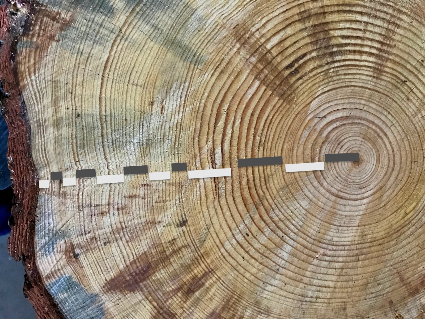 Tree rings provide snapshots of Earth's past climate – Climate Change:  Vital Signs of the Planet
